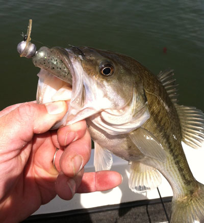 Sworming Hornet Jig head rigged with a Wayne's Baits Wild Goby plastic lure